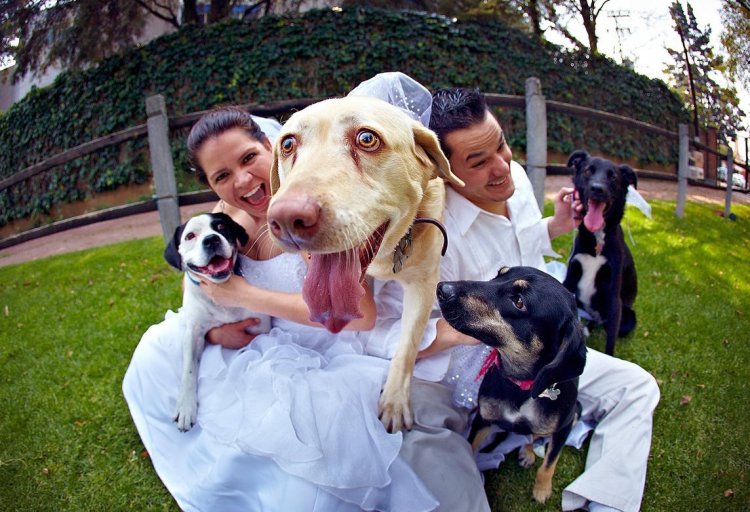 Свадебные фото с животными