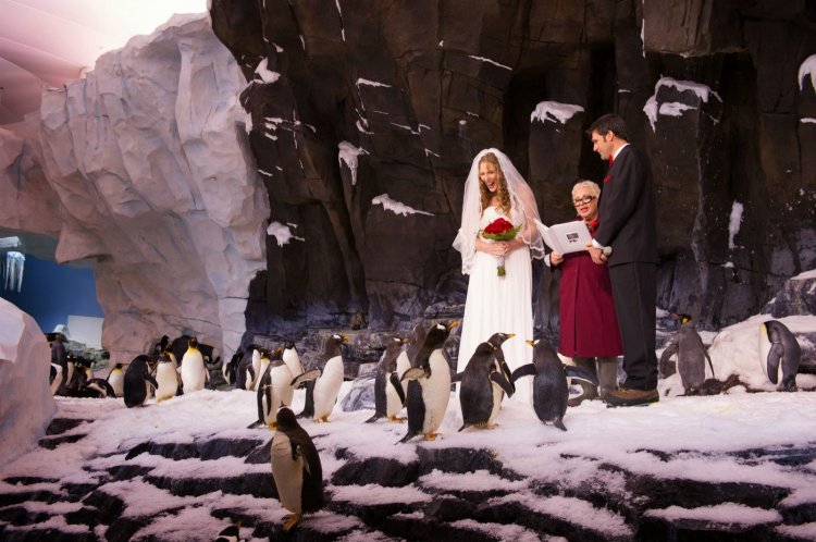 Свадьба в пингвинарии