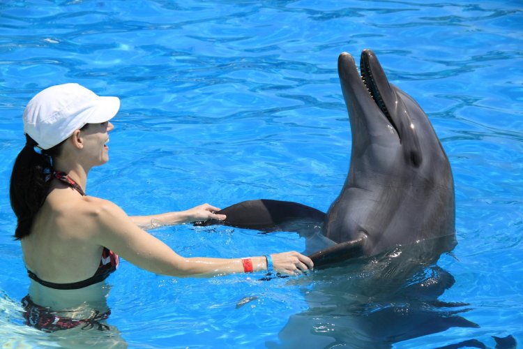 С дельфином