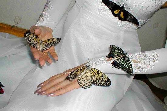 Бабочки на свадьбу