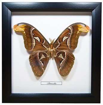 Тропическая бабочка в рамке 25*25 см – Attacus atlas