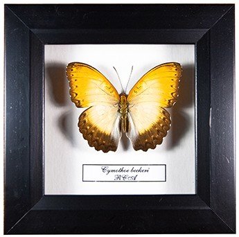 Бабочка в рамке 14*14 см