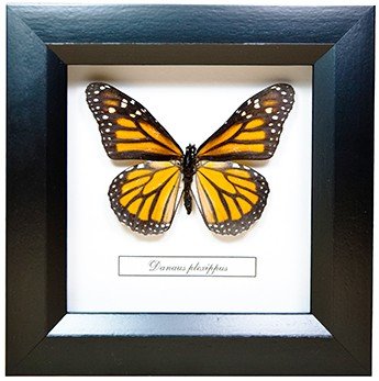 Бабочка в рамке 14*14 см