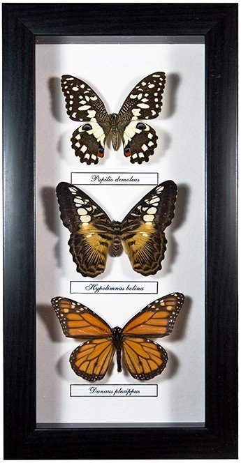 Коллекция бабочек из 3-х маленьких бабочек