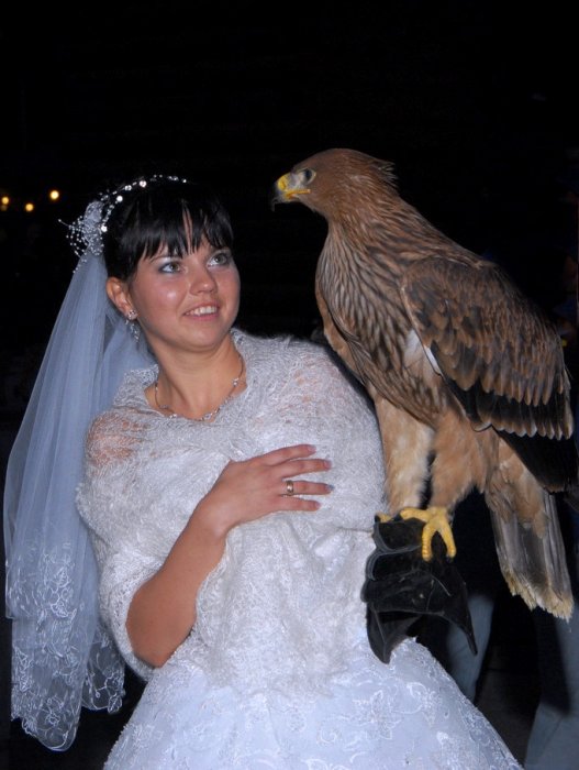 Орёл для самостоятельной невесты.