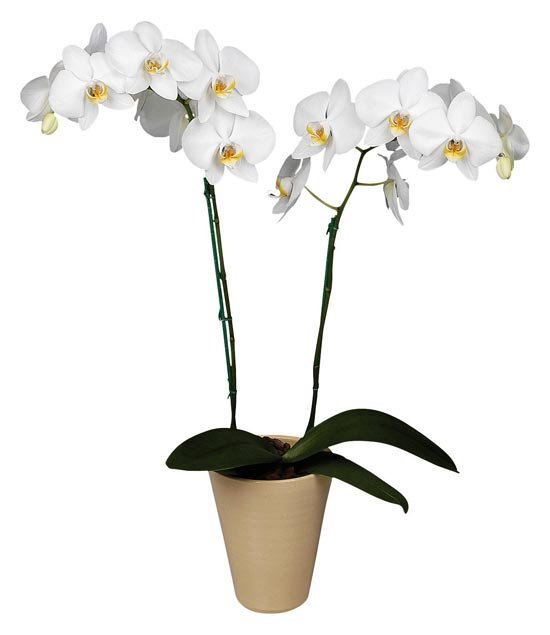 Орхидея в горшке как свадебный подарок